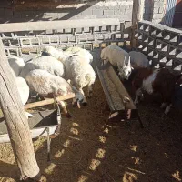 بره نر