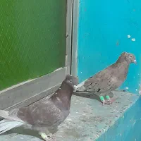 جفت دم سفید|پرنده|برازجان, |دیوار