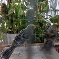 قناری لیزارد پولکی دونه ای ۳۰۰۰۰۰۰تومان