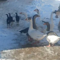 قو قاز|حیوانات مزرعه|مراغه, |دیوار