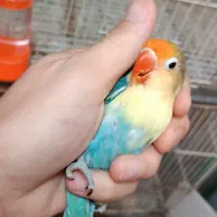 قناری و طوطی کوتوله|پرنده|مشهد, امامیه (شهرک غرب)|دیوار