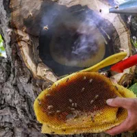 عسل زاگرس