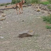 سگ سرابی 17ماهه