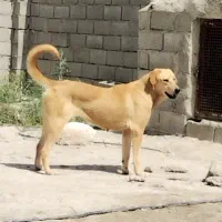 سگ پژدر