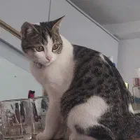 گربه گمشده با قلاده|گربه|گنبد کاووس, |دیوار