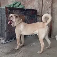 واگذاری سگ عراقی سرابی پژدر