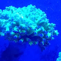 آکواریوم آبشور