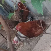 مرغ برهما تخمگذار و خروس برهما و نیمچه سلطان