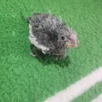 جوجه عروس هلندی سرلاکی|پرنده|بیرجند, |دیوار