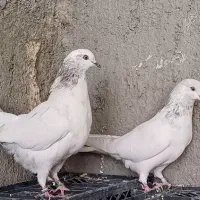 کفتر پرشی درجه یک