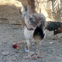 خروس ماکیان|حیوانات مزرعه|سراوان, |دیوار