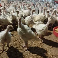 جوجه بوقلمون بیوتی 6 سنگین وزن