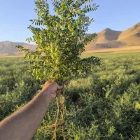 بذرر نخود گوکسو و گندم مادری|خدمات باغبانی و درختکاری|روانسر, |دیوار