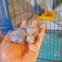 جوجه سرلاکی طوطی برزیلی یا کوتوله مرودشت|پرنده|مرودشت, ژیان|دیوار