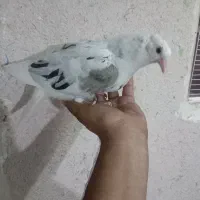 پرنده جوان