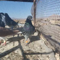 کفتر یا کبوتر دم سفید کرباتی ساده|پرنده|تربتحیدریه, بالا ولایت|دیوار