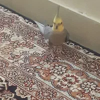 عروس هلندی نر|پرنده|تهران, تسلیحات|دیوار