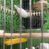 عروس هلندی لوتینو، کوتوله، قفس