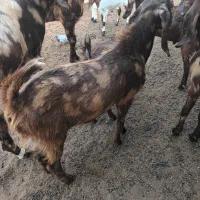 بزنربزغاله