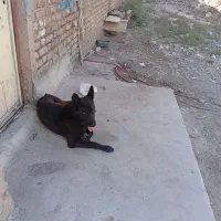 سگ ژرمن بلک|سگ|قرچک, صالح آباد|دیوار