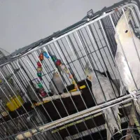 یه جفت عروس هلندی با چهار جوجه ۵ شش ماهه|پرنده|پیشوا, |دیوار