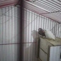 فنچ باتخم و قفس ۶۰سانتی