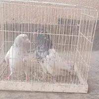 یک جفت کفتر نر و ماده