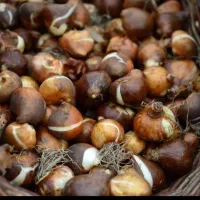 پیاز گل نرگس