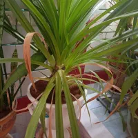 گل بزرگ همراه با گلدان|گل و گیاه طبیعی|پاتاوه, |دیوار