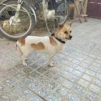 سگ پاپی روباهی