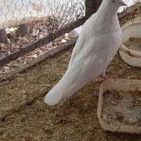 کبوتر پرشی|پرنده|مهریز, |دیوار