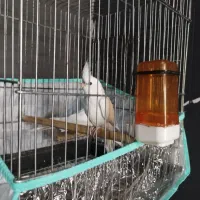 عروس هلندی البینو سفید خالص