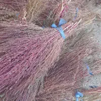 جارودستی قرمز