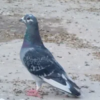 کبوتر پلاکی