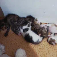 واگذاری رایگان گربه