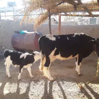 گاو گوساله|حیوانات مزرعه|بیستون, |دیوار