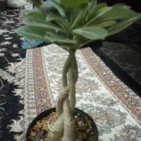 گل بنسای آدنیوم|گل و گیاه طبیعی|تهران, بریانک|دیوار