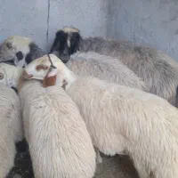 میش جوان سرحال