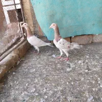 کله هما هفرنگ