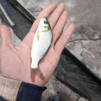 آبزیان پرورشی|ماهی|قزوین, |دیوار