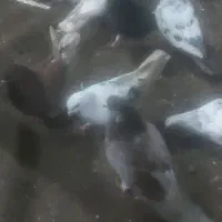 کبوتر|پرنده|بندر انزلی, پیل علی باغ|دیوار