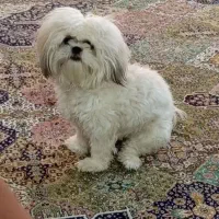 سگ تزئینی بسیار تمیز وانگیزه وبازیگوش