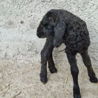 بره شیری|حیوانات مزرعه|جوادآباد, |دیوار