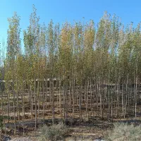 فروش عمده نهال صنوبر سرمایه گذاری پرسود