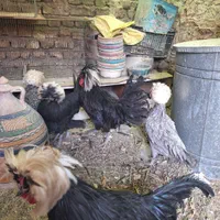مرغ خروس لهستانی|حیوانات مزرعه|تهران, حکیمیه|دیوار