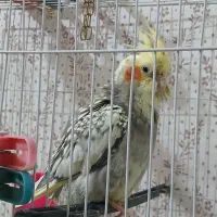 عروس هلندی|پرنده|مشهد, کشف|دیوار