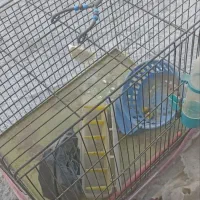 قفس سالم با وسایل کامل