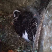 خرگوش|موش و خرگوش|زبرخان, |دیوار