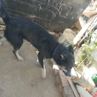 سگ گرگی|سگ|سربند, |دیوار