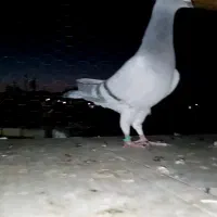 کبوتر پاکستانی|پرنده|تربت‌حیدریه, حاجی یار‎|دیوار